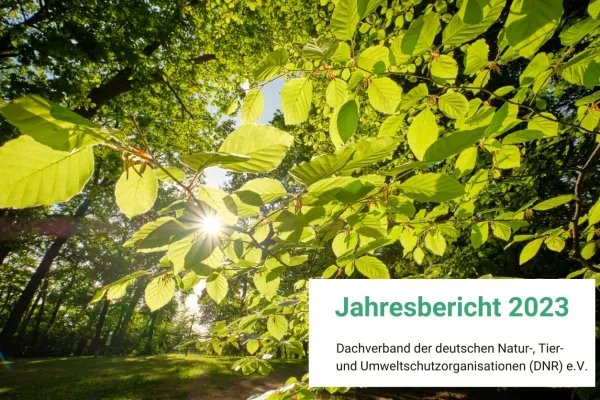 Titelbild DNR-Jahresbericht 2023 - sonnendurchflutete Buchenblätter